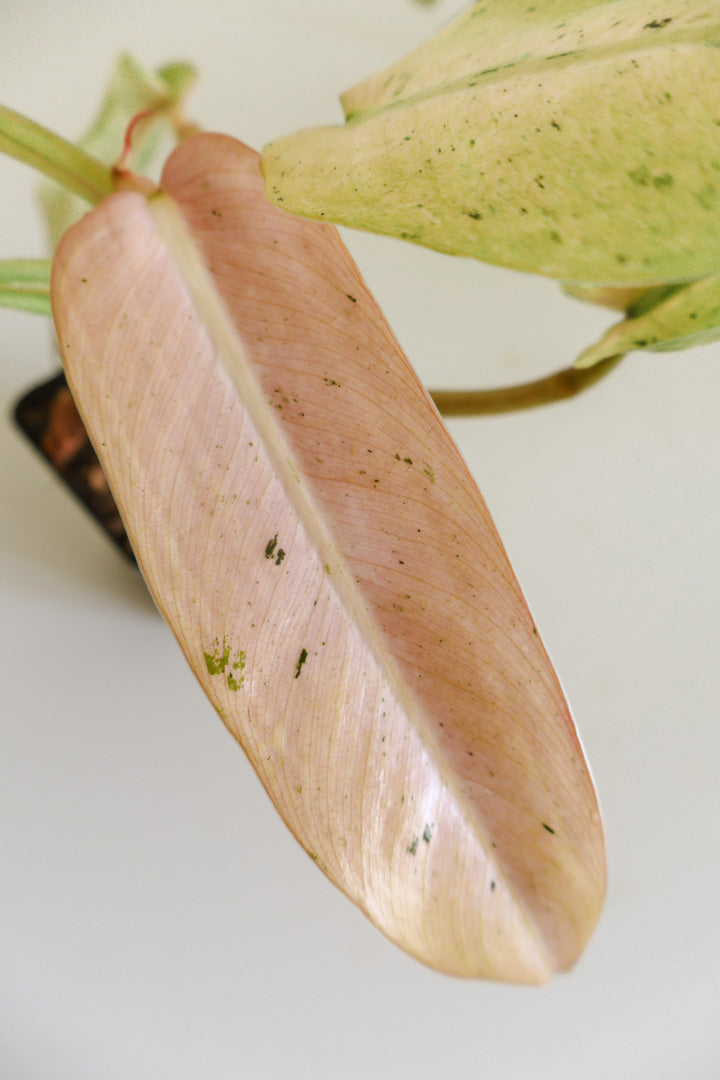 Philodendron Whipple Way