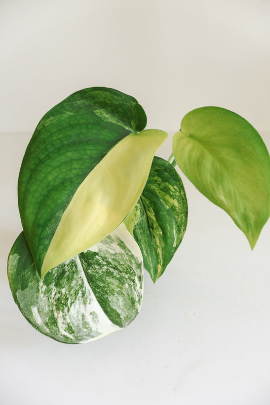 Scindapsus Jade Satin variegated