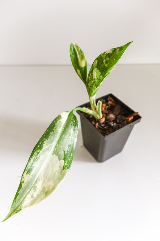 Aglaonema 'Suvarnabhumi'