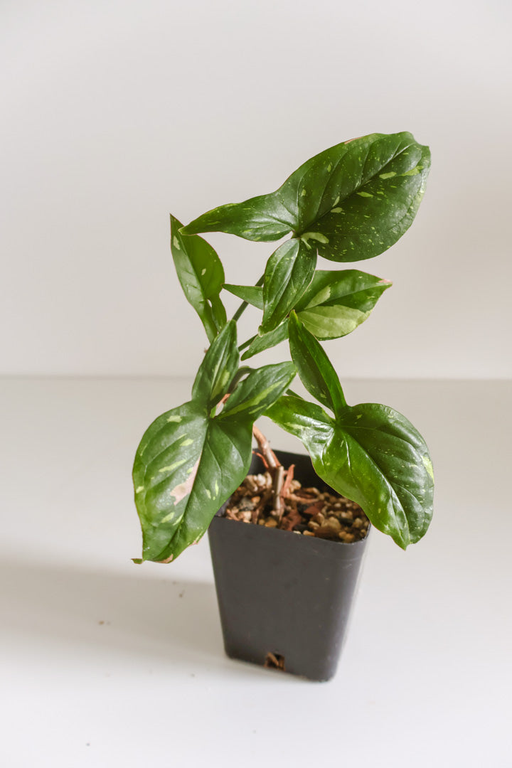 Syngonium Pink Splash