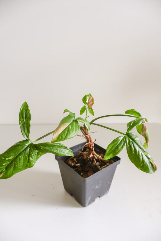 Syngonium Red Spot tricolor