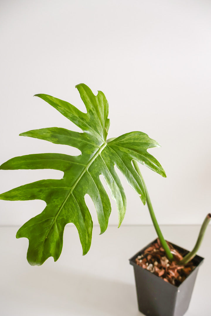 Philodendron Radiatum variegated