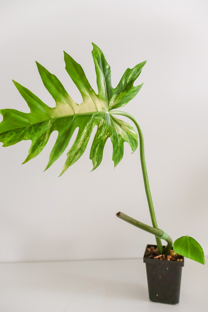 Philodendron Radiatum variegated
