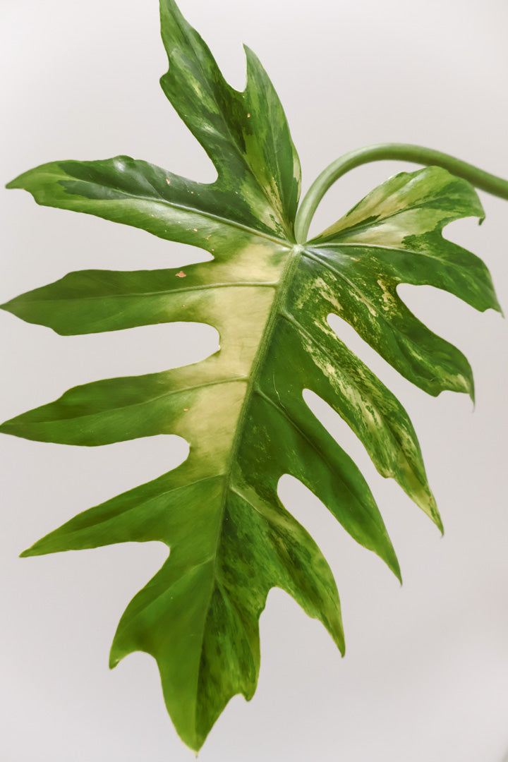 Philodendron Radiatum variegated