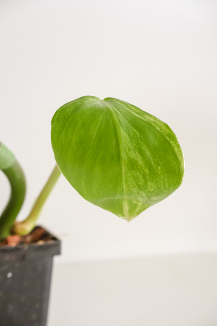 Philodendron Radiatum variegated