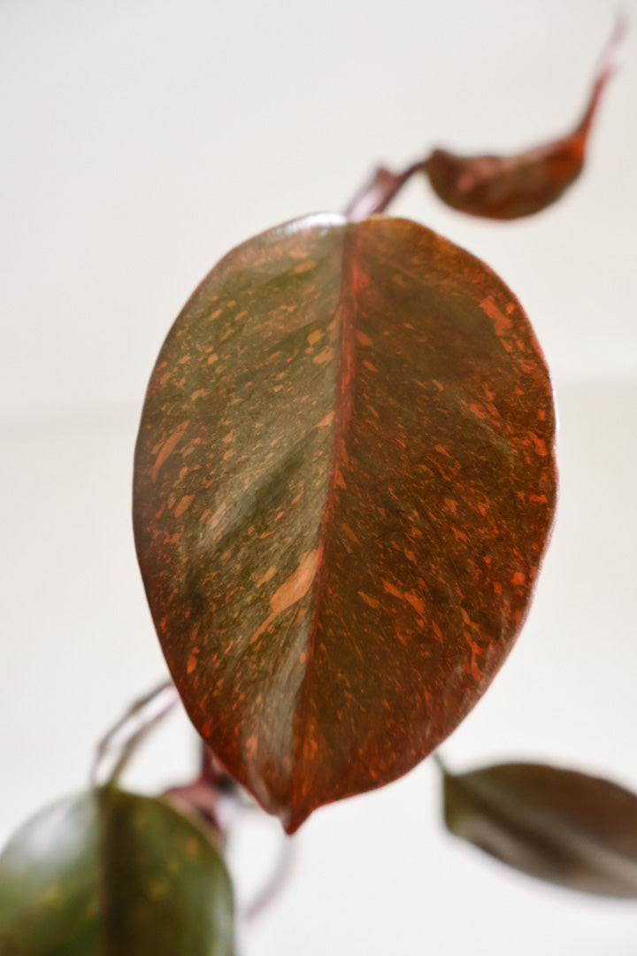Philodendron Orange Princess variegated