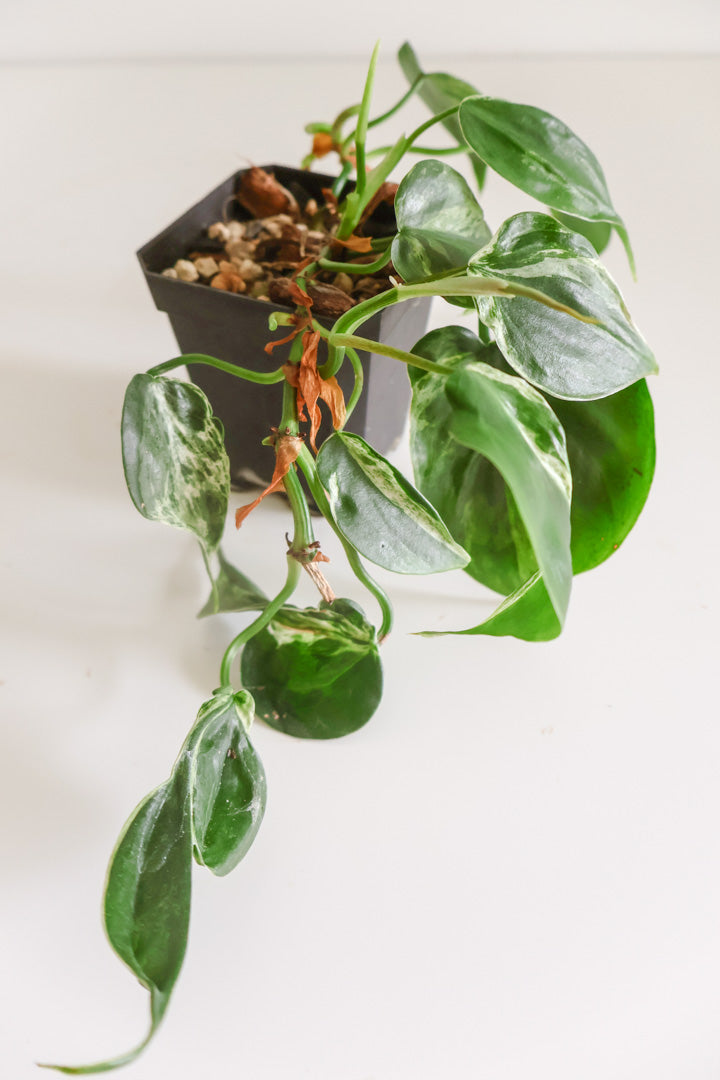 Philodendron hederaceum variegated