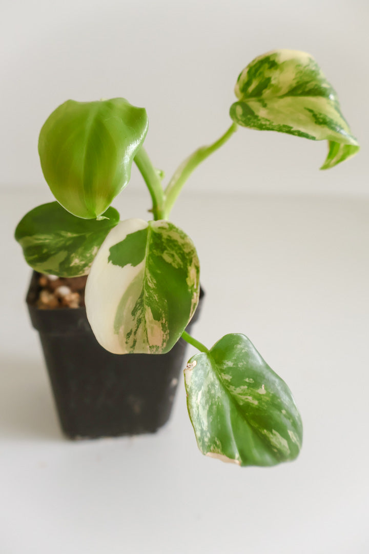 Philodendron Bipennifolium 'Violin’ variegated
