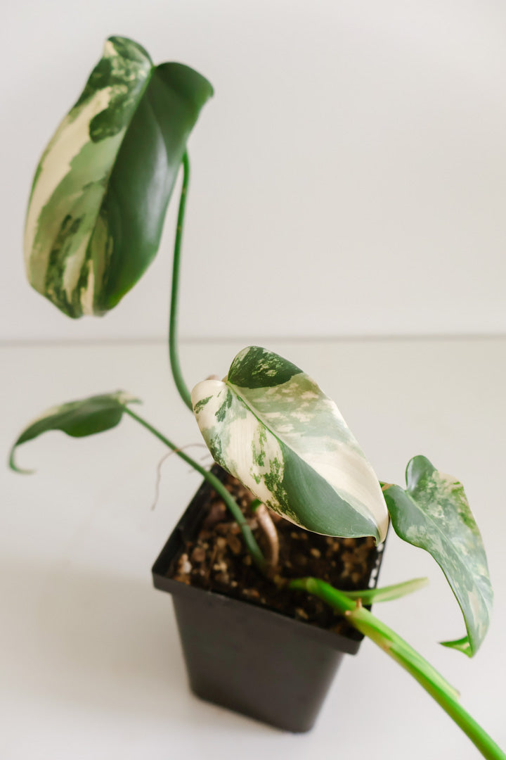 Philodendron Bipennifolium 'Violin’ variegated
