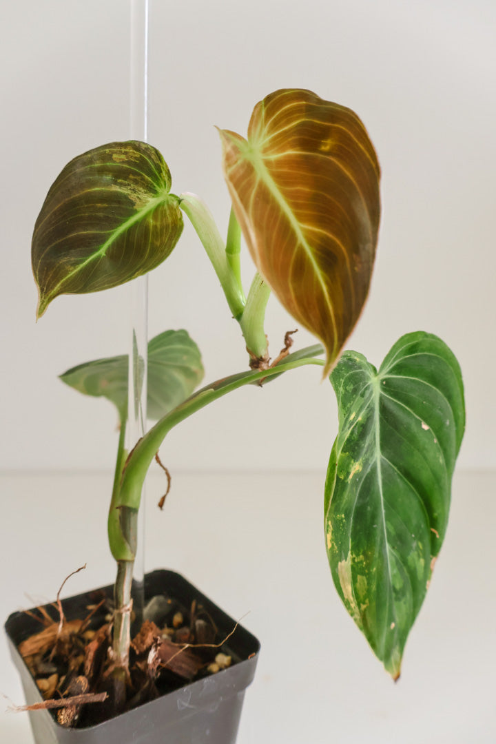 Philodendron Melanochrysum variegated
