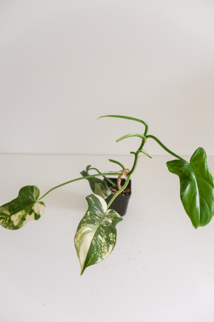 Philodendron Bipennifolium 'Violin’ variegated