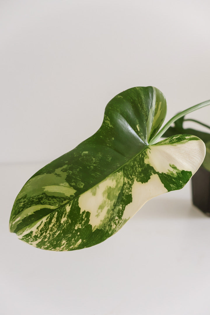 Philodendron Bipennifolium 'Violin’ variegated