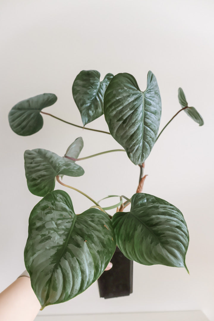 Philodendron Sodiroi