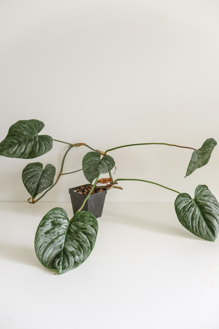 Philodendron Majestic