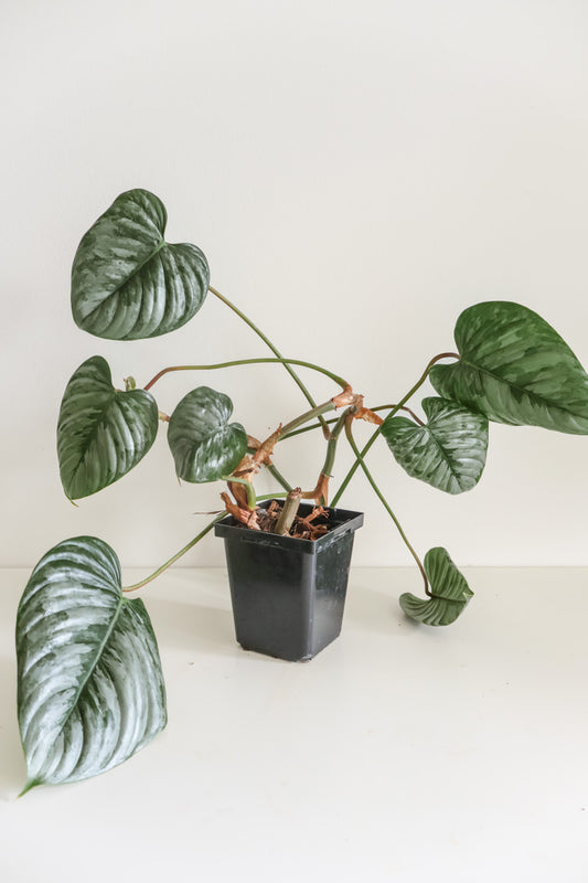 Philodendron Sodiroi