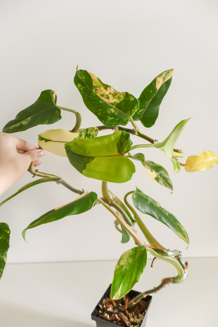 Philodendron Domesticum variegated