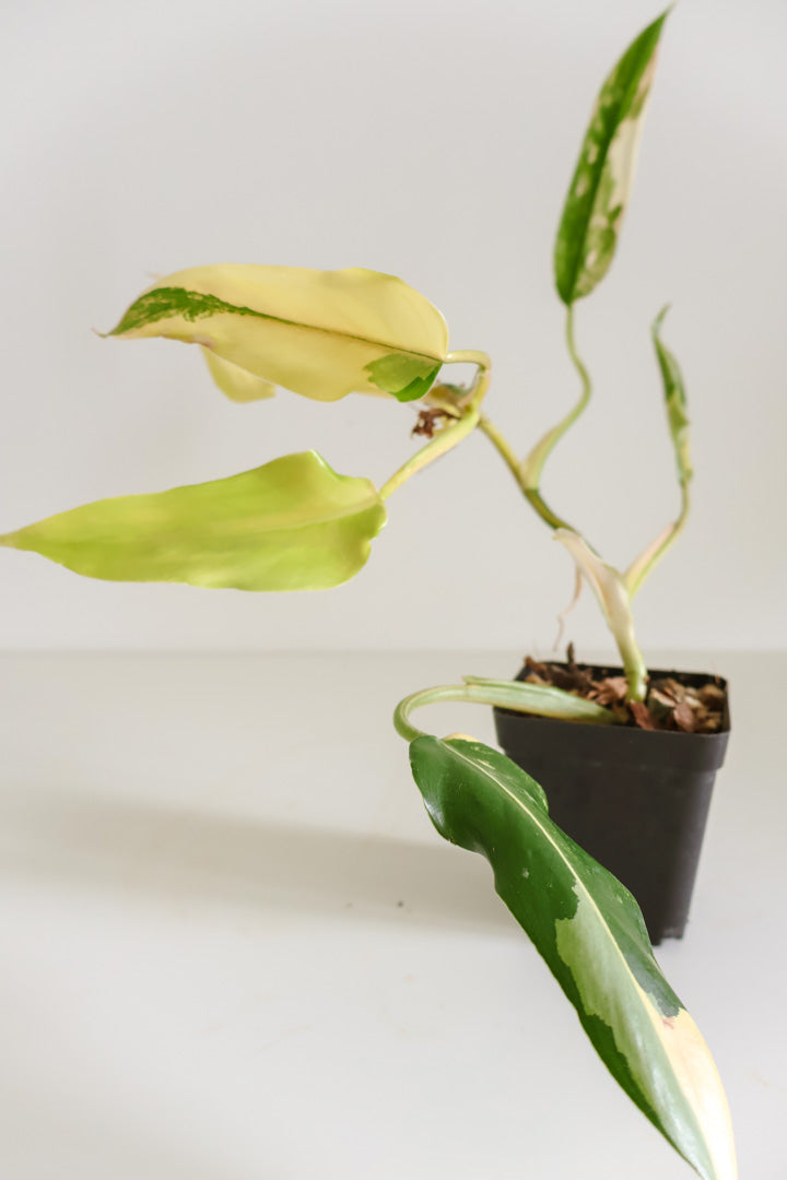 Philodendron Domesticum variegated