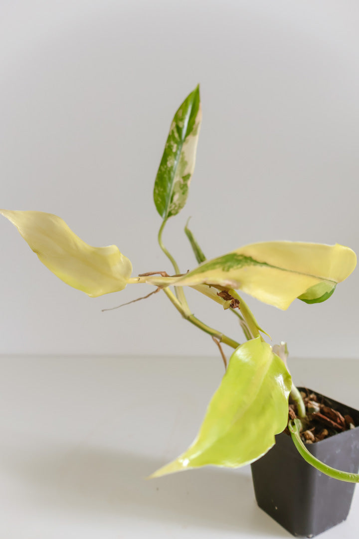 Philodendron Domesticum variegated