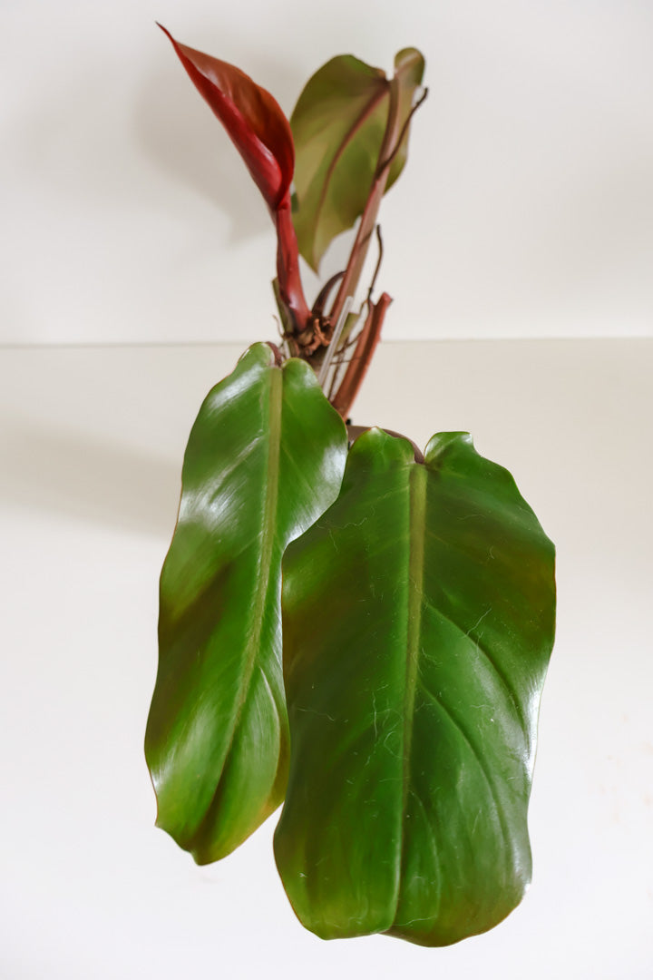 Philodendron Orange marmalade