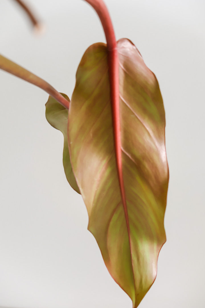 Philodendron Orange marmalade