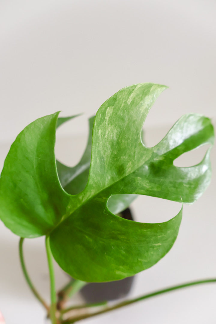 Raphidophora tetrasperma mint
