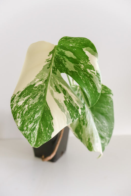 Monstera Deliciosa albo variegated