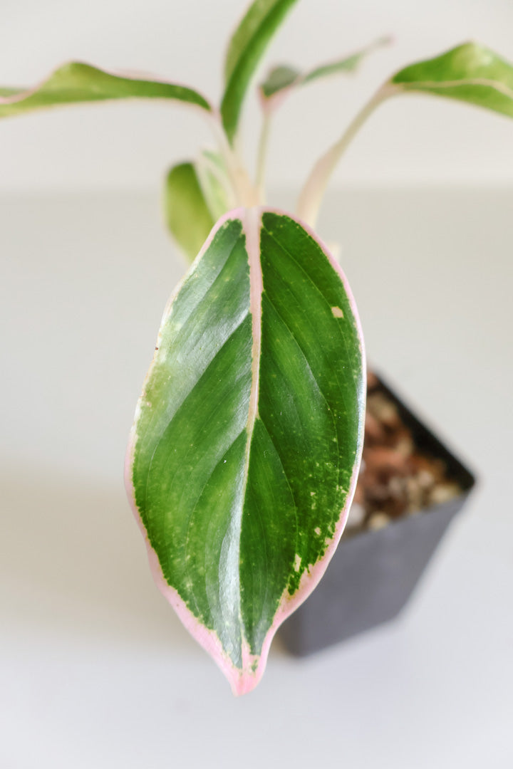 Aglaonema 'Blushing Pink'