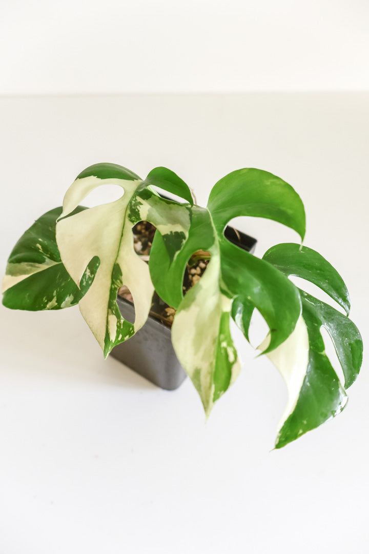 Rhaphidophora Tetrasperma variegated