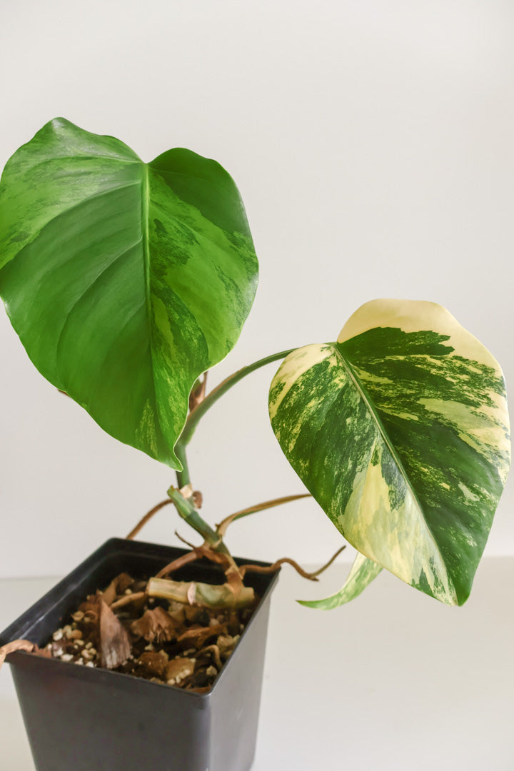 Monstera Deliciosa aurea