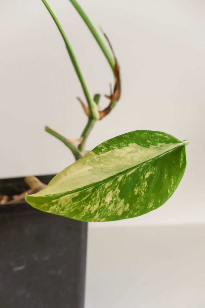 Monstera Deliciosa aurea