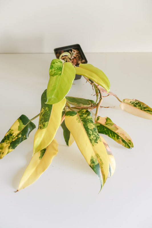 Philodendron Domesticum variegated