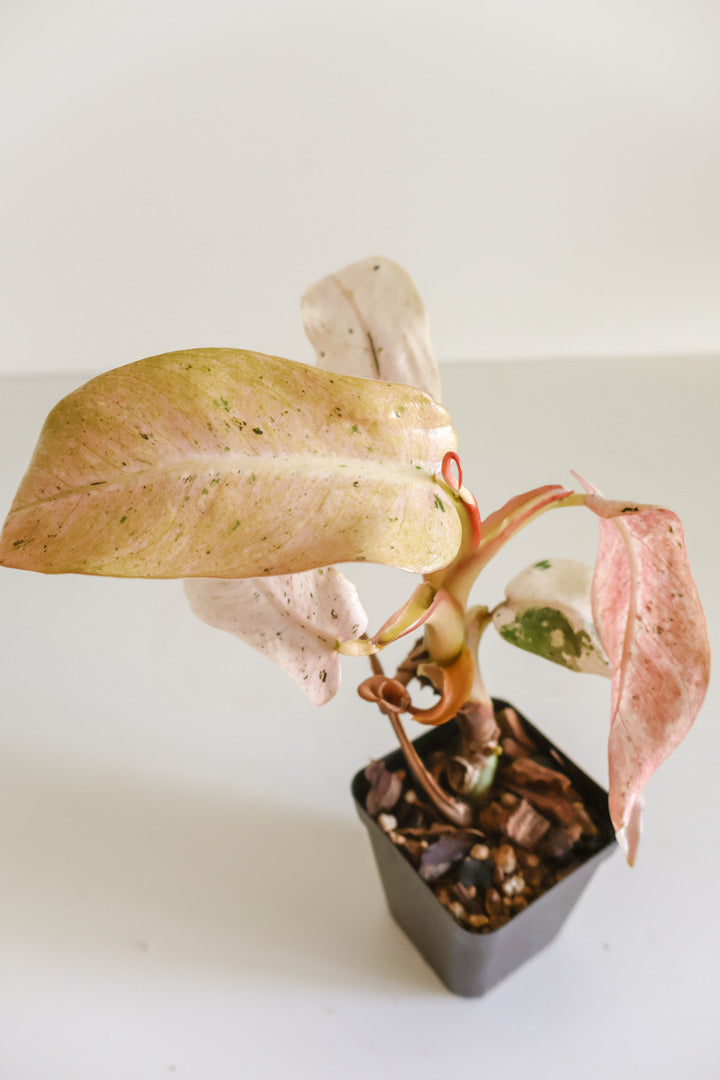 Philodendron Whipple Way
