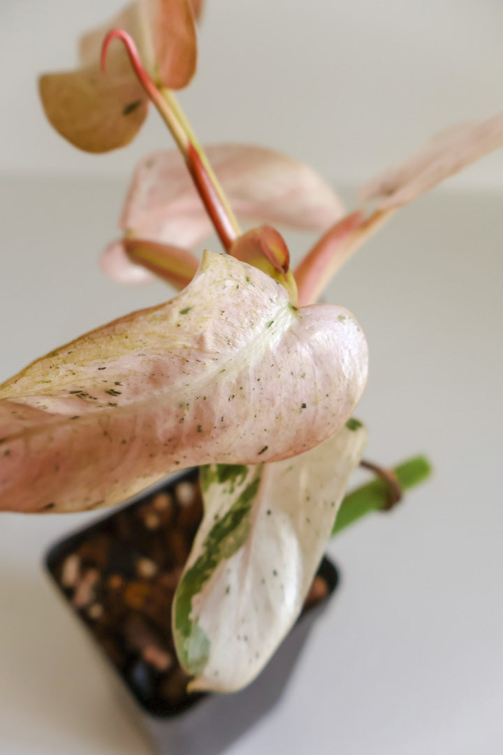 Philodendron Whipple Way
