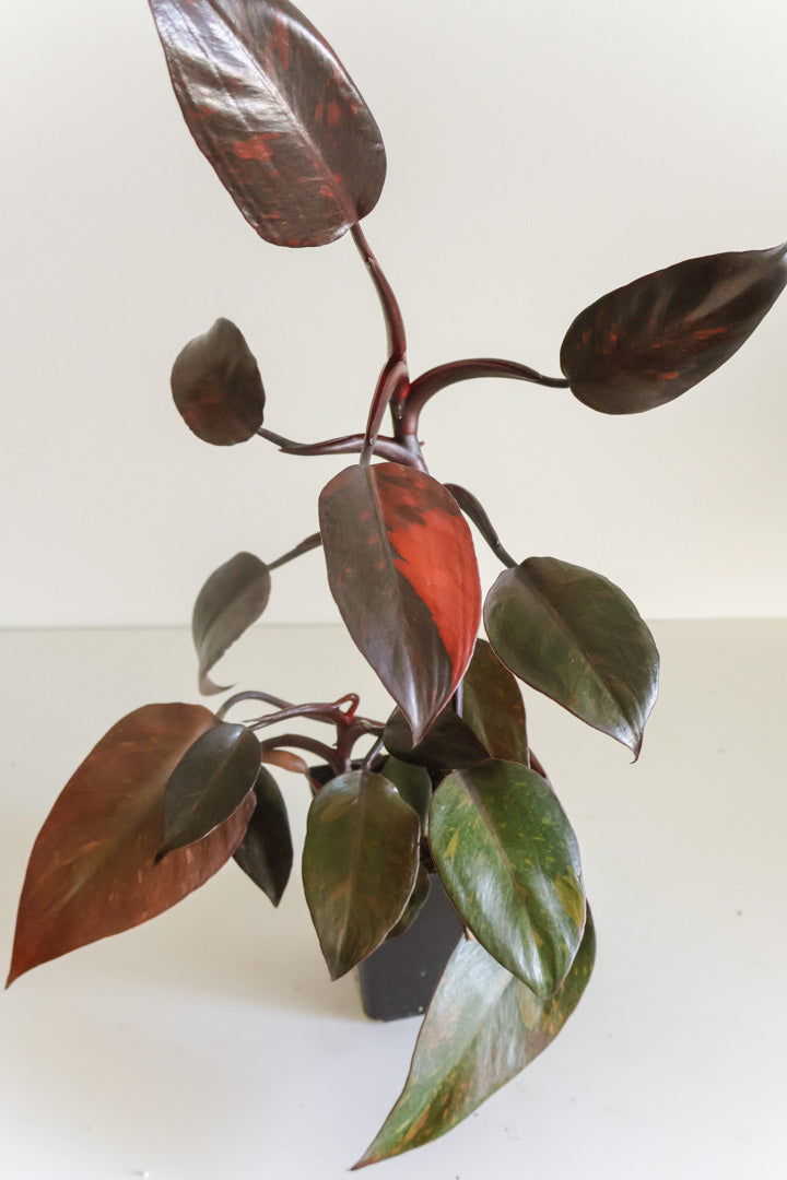 Philodendron Orange Princess variegated