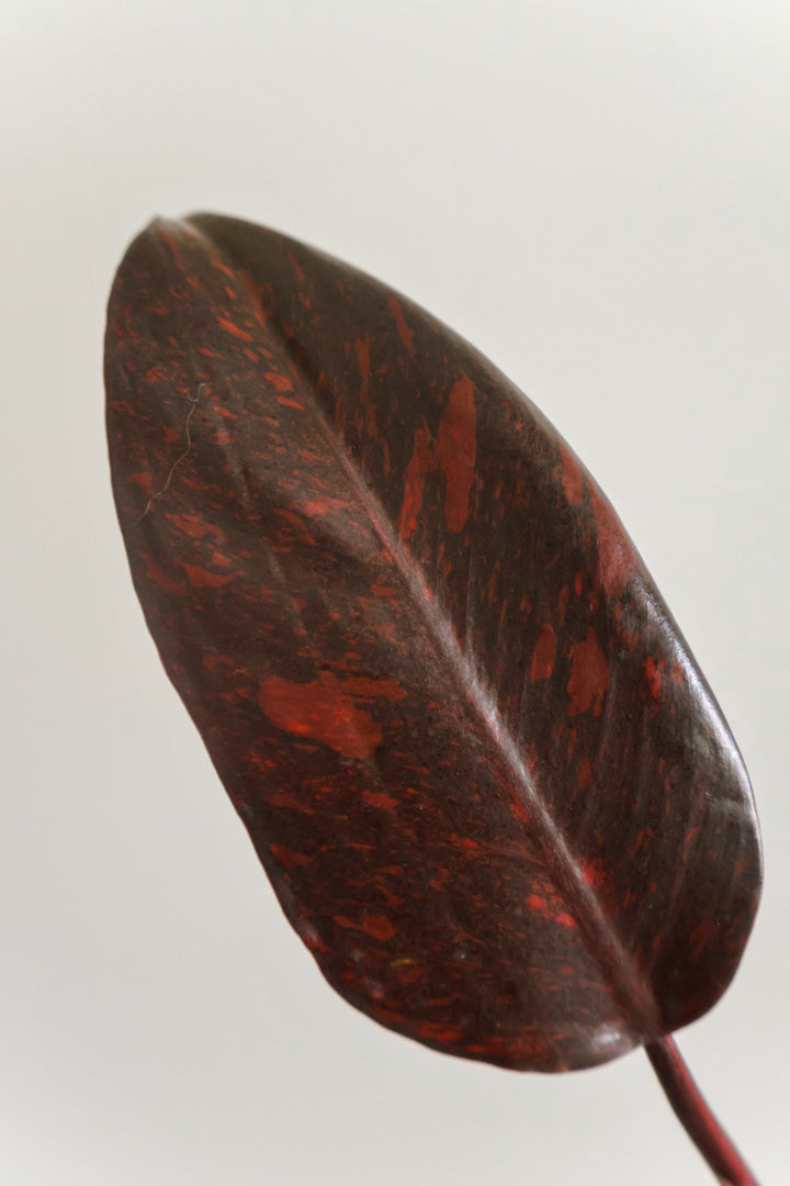 Philodendron Orange Princess variegated
