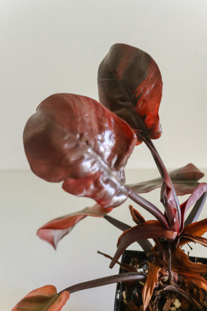 Philodendron Black Cardinal Variegated