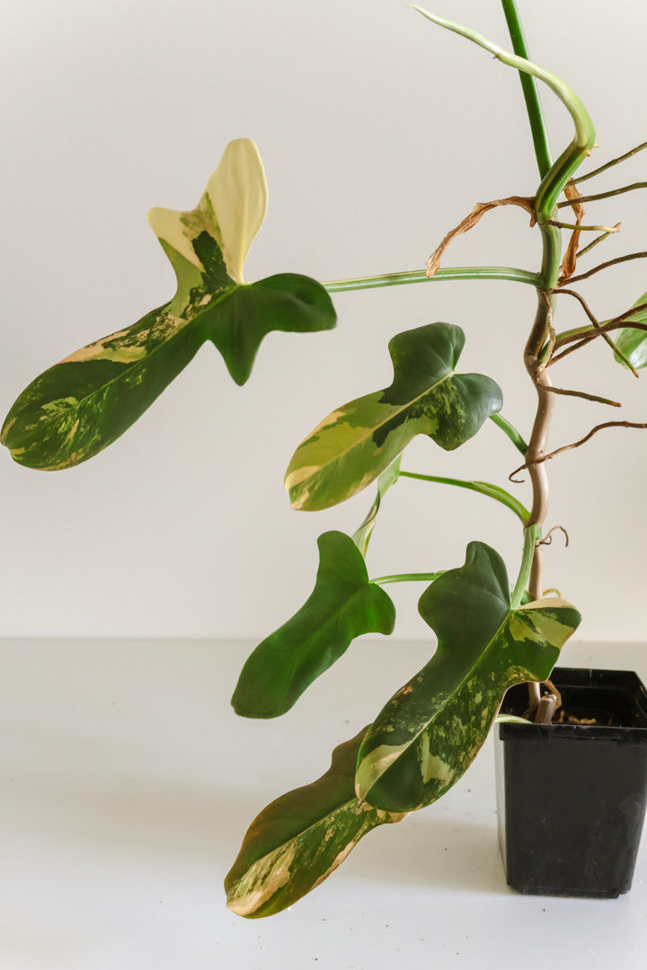 Philodendron Bipennifolium 'Violin’ variegated