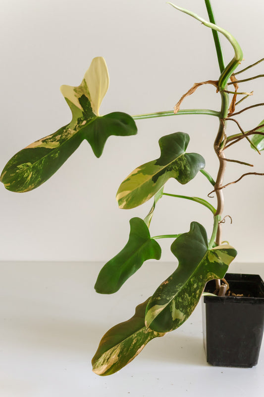 Philodendron Bipennifolium 'Violin’ variegated