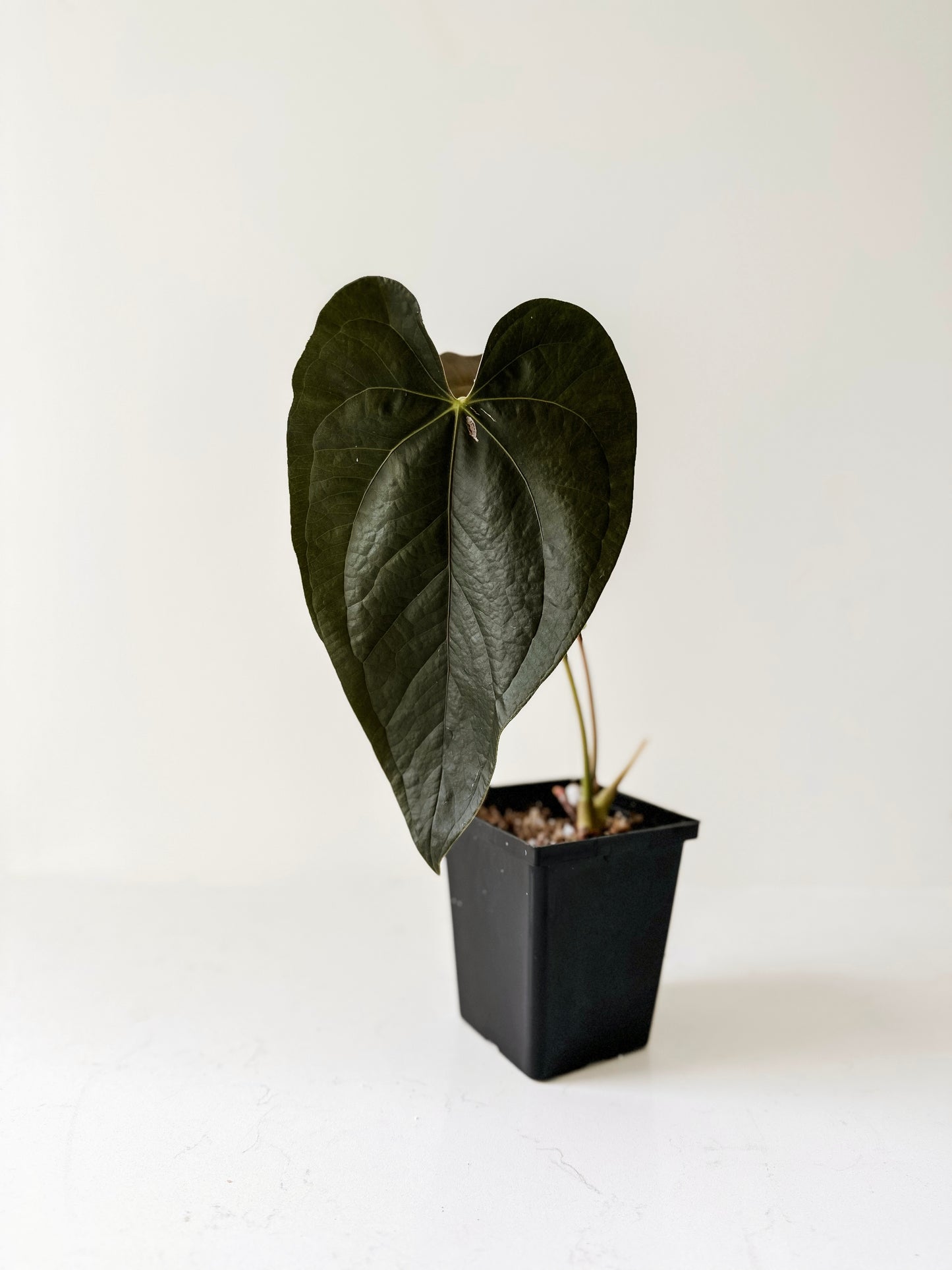 Anthurium Queen of Hearts (A)