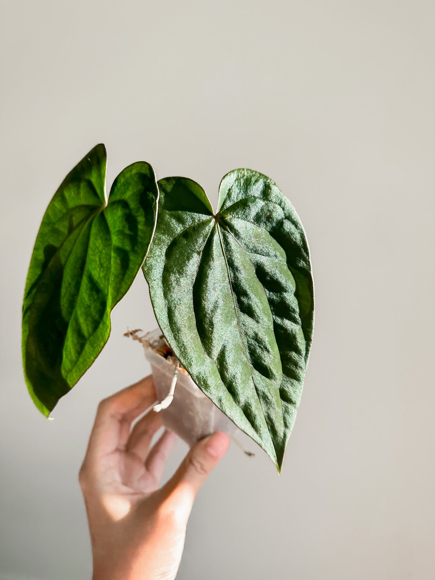 Anthurium Dressleri x Carlablackiae) x BVEP