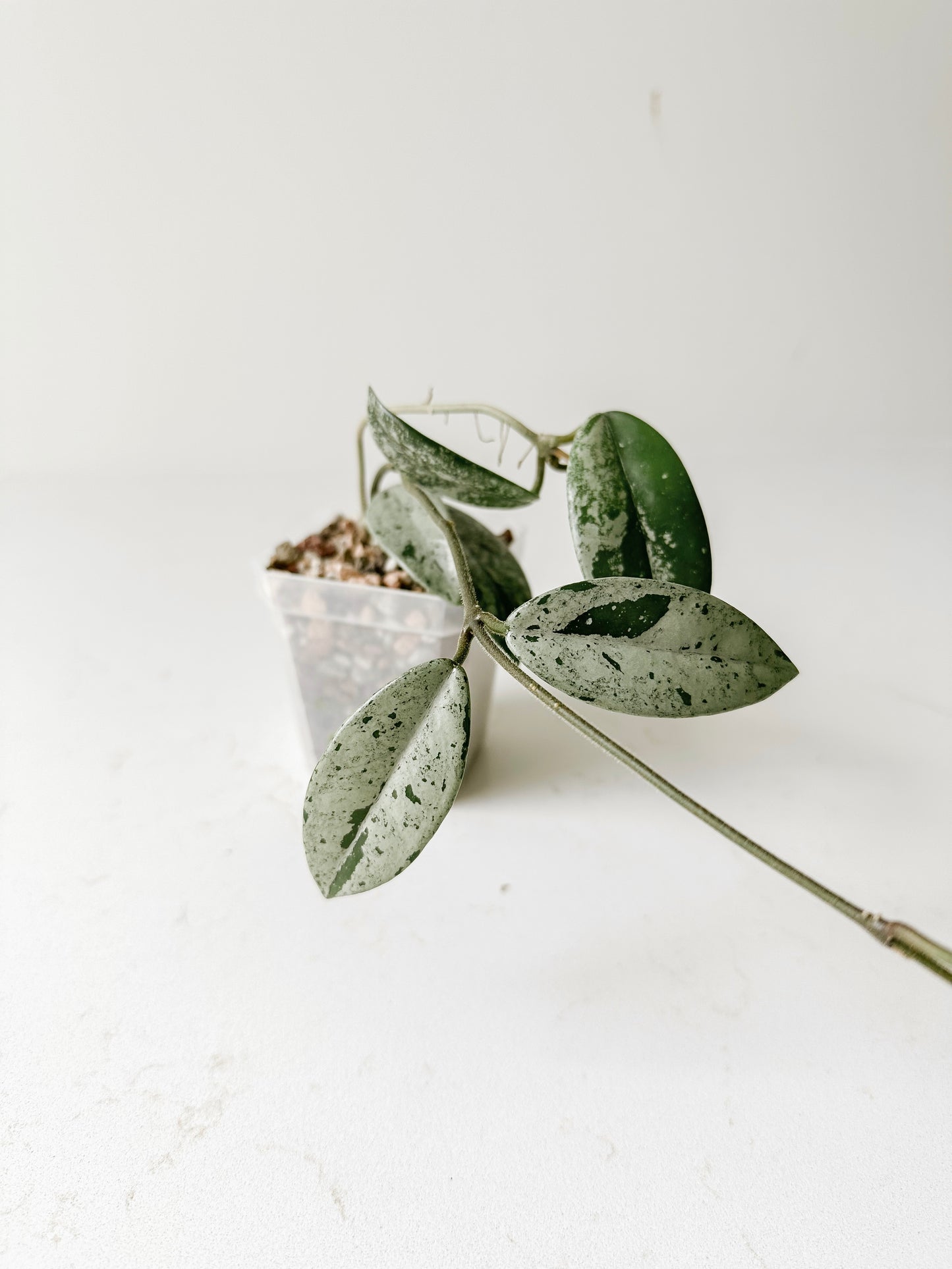 Hoya China Wilbur Graves