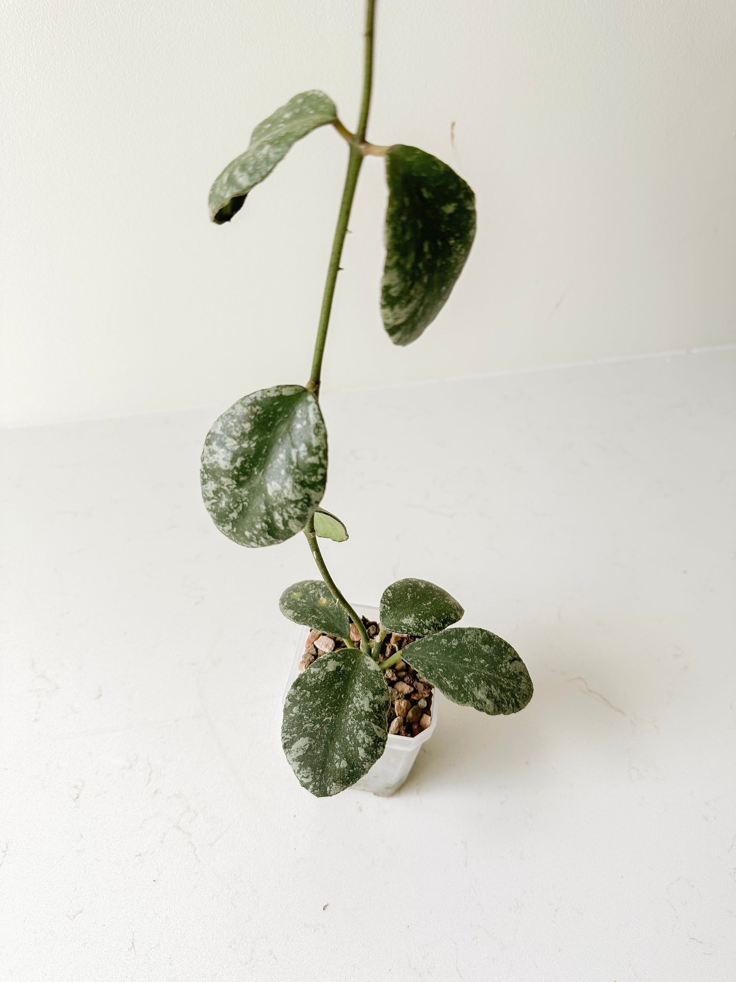 Hoya Waymaniae (splash)