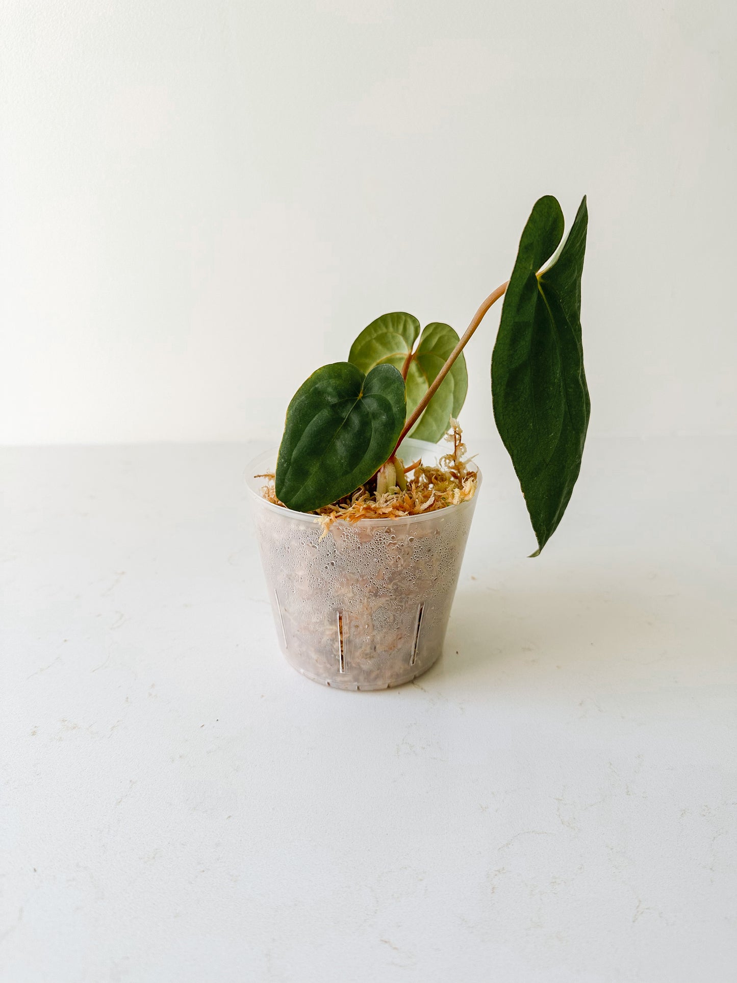 Anthurium ‘Pluton’