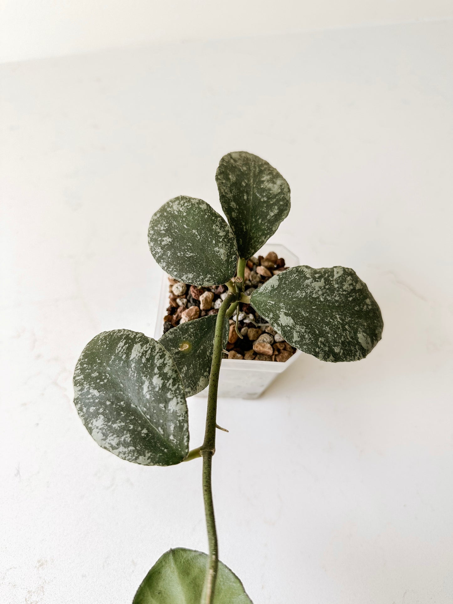 Hoya Waymaniae (splash)