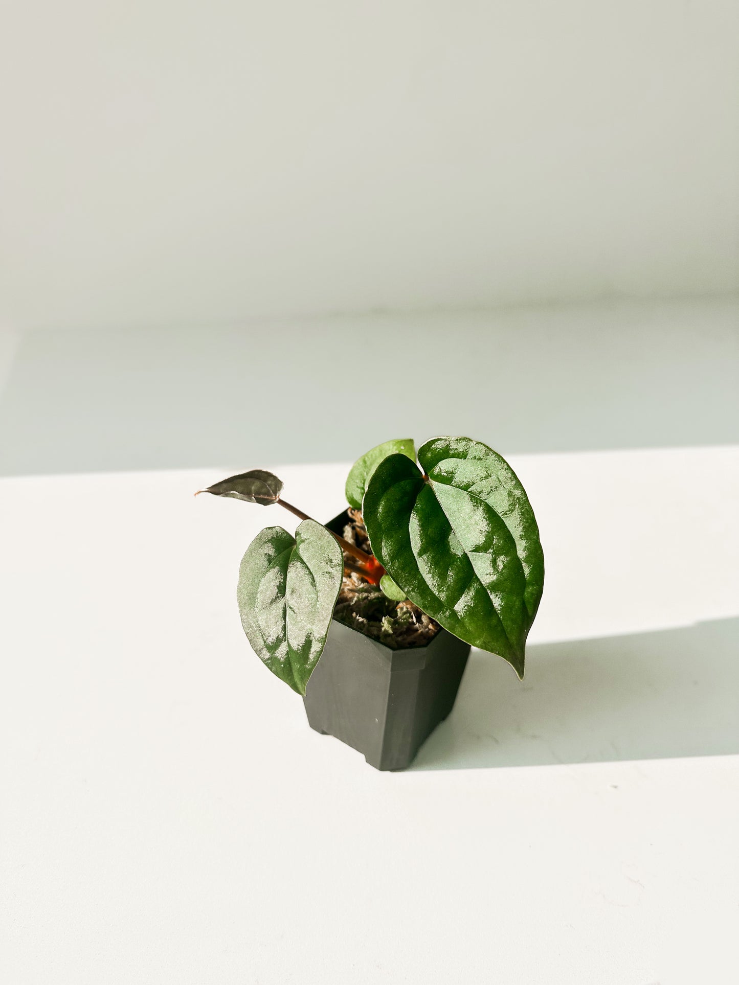 Anthurium Red Crystallinum x Luxurians