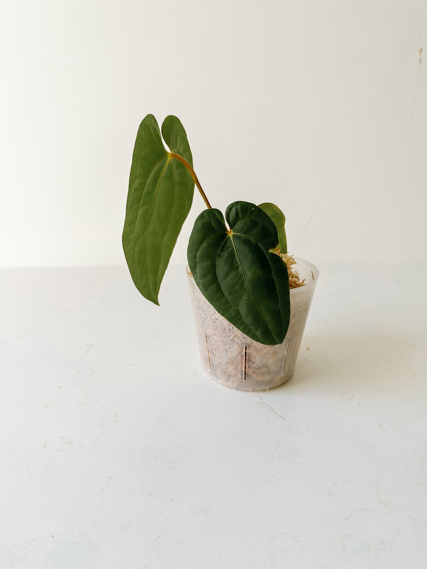 Anthurium ‘Pluton’
