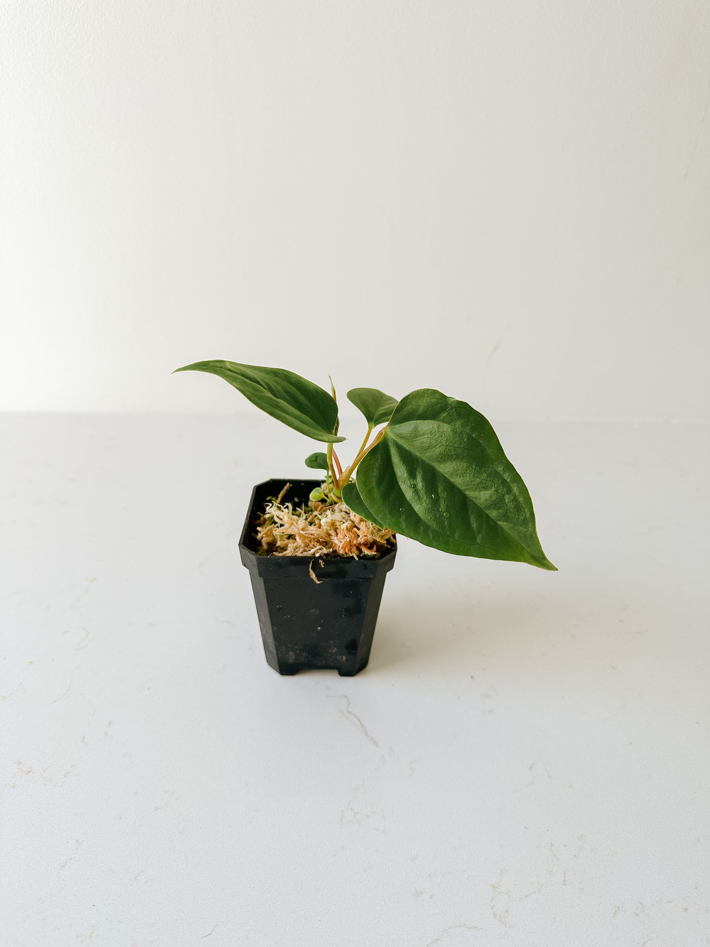 Anthurium ‘Delta Dawn’