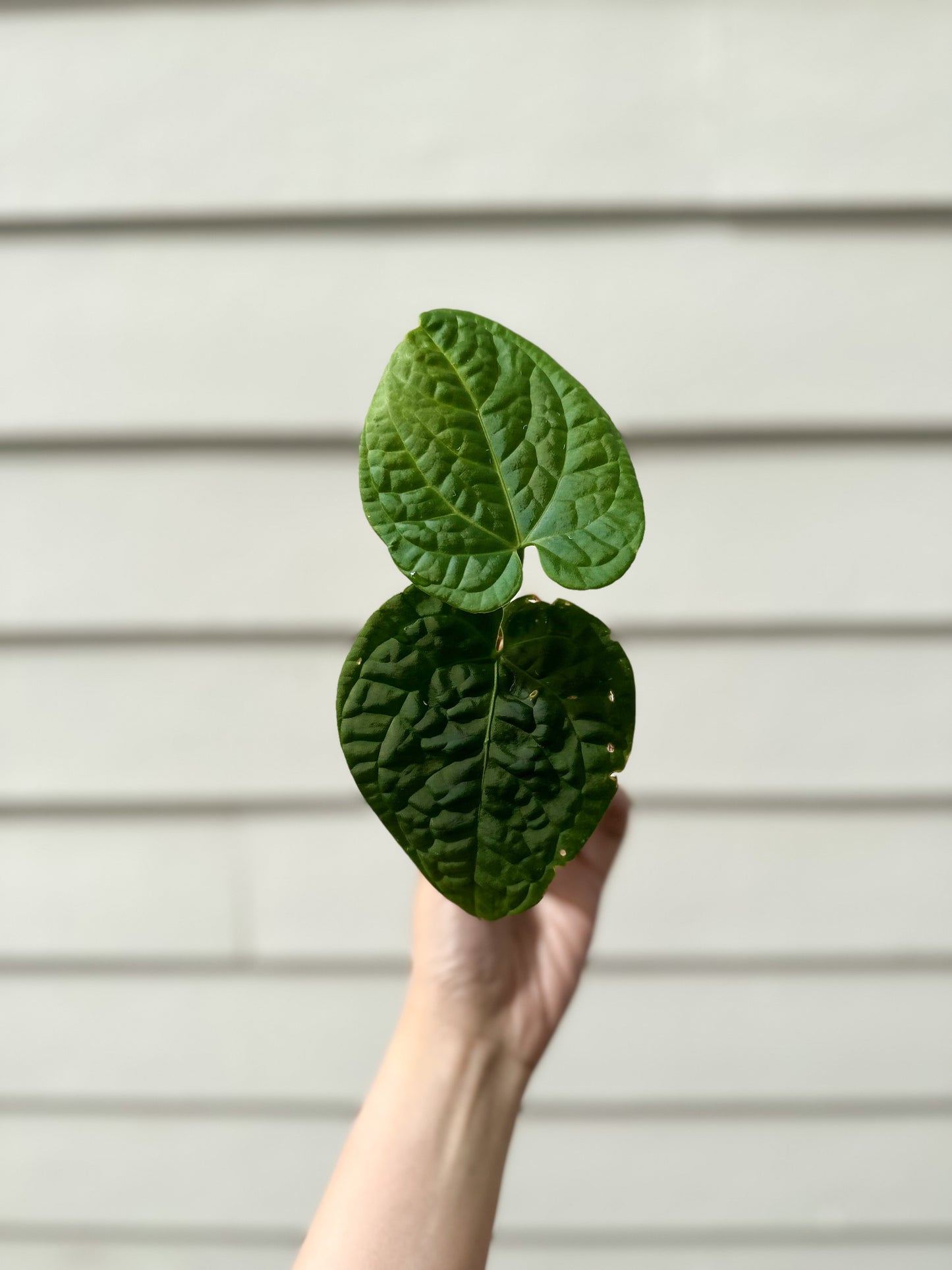 Anthurium Crystallinum x Splendidum