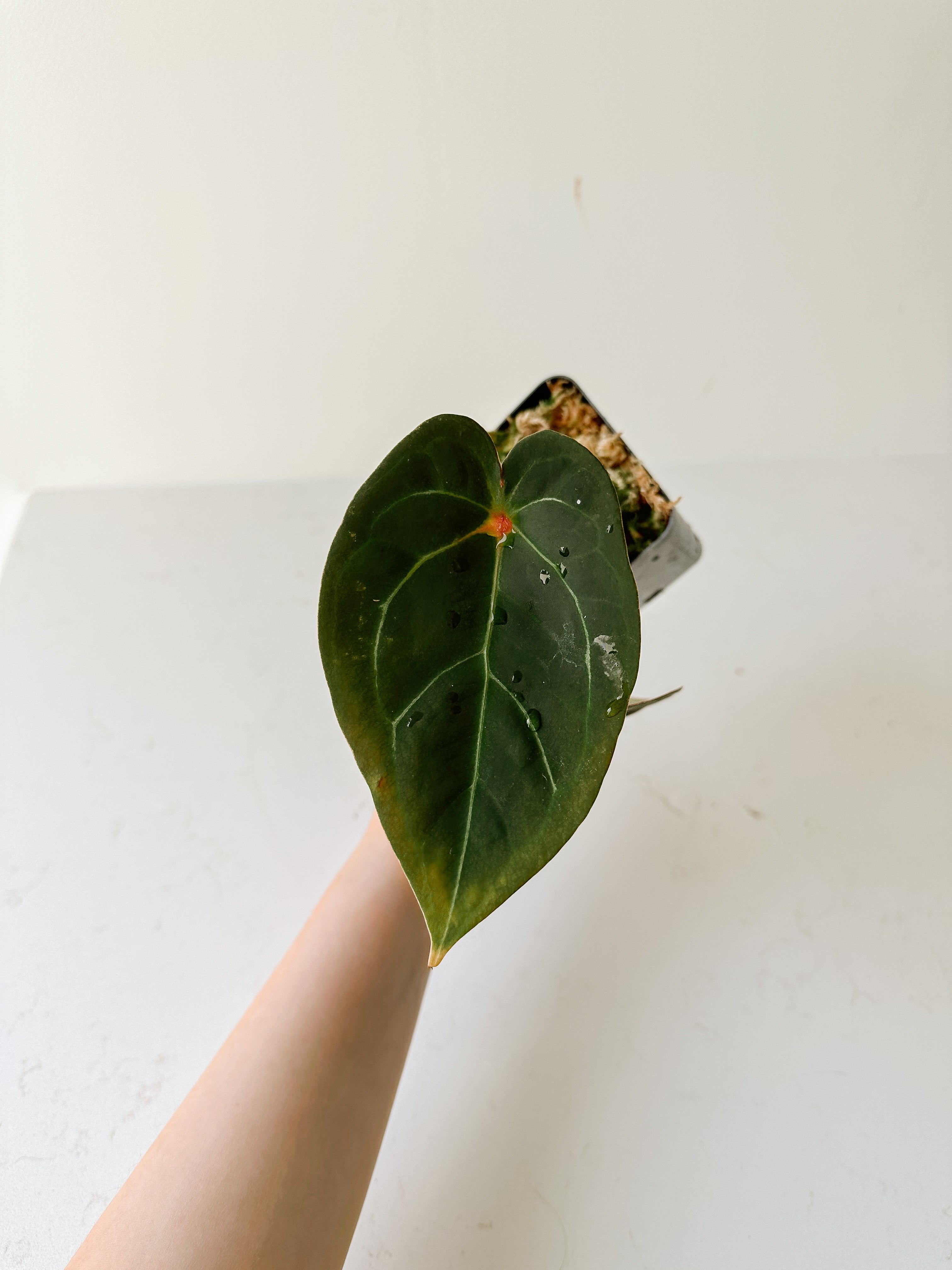 Anthurium forgetii main image 1