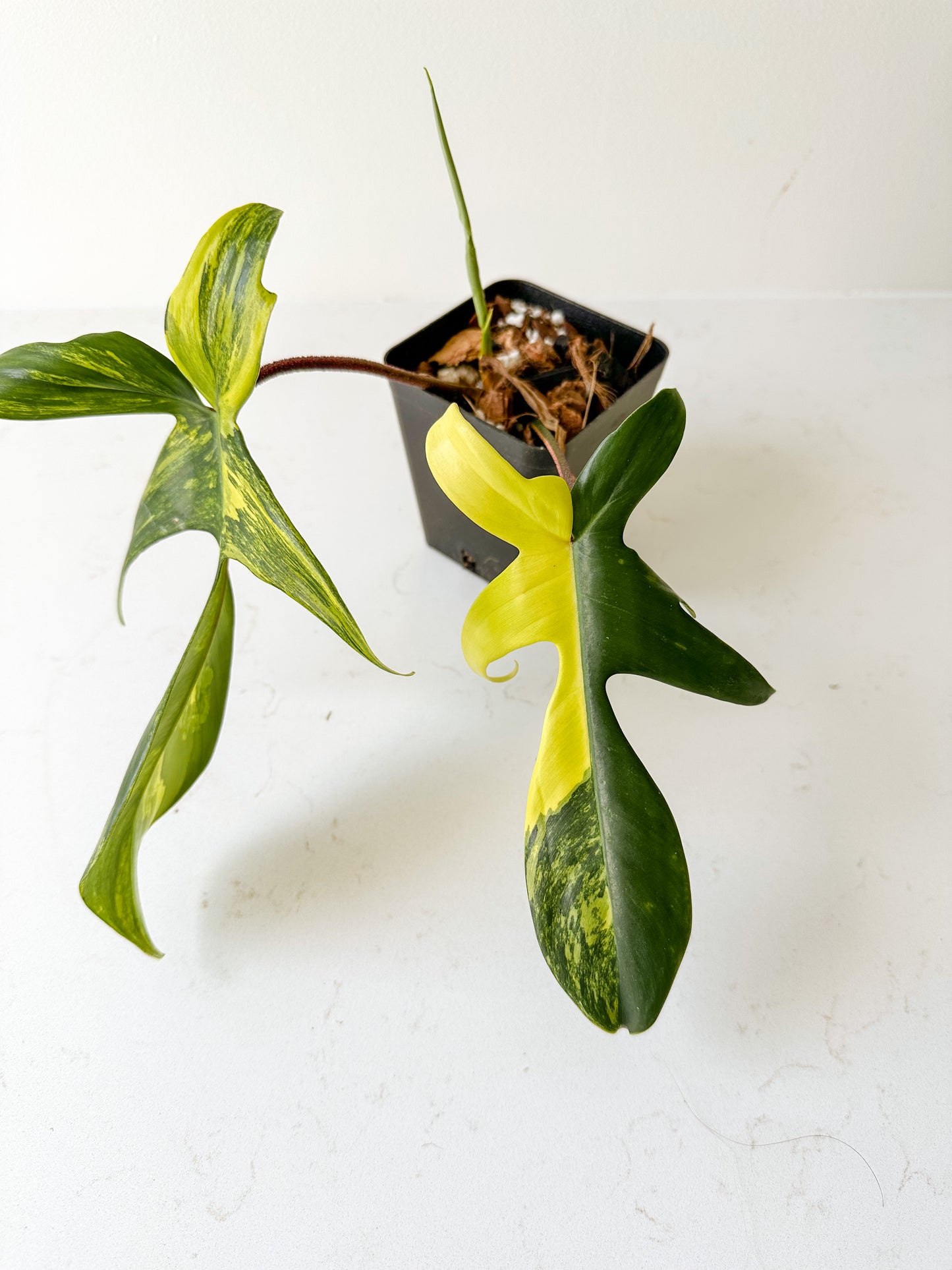 Philodendron Florida Beauty